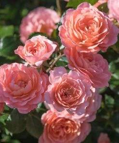 Brighter Blooms Shrubs & Hedges Apricot Drift® Rose