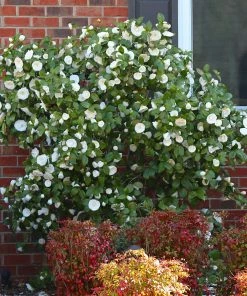 Brighter Blooms April Snow Camellia Shrub Shrubs & Hedges