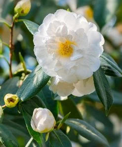 Brighter Blooms April Snow Camellia Shrub Shrubs & Hedges