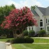 Brighter Blooms Arapaho Crape Myrtle Tree