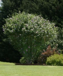 Brighter Blooms Ardens Rose Of Sharon Althea Shrub