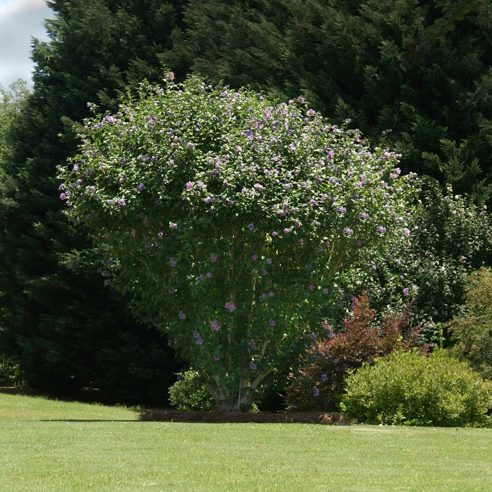 Brighter Blooms Ardens Rose Of Sharon Althea Shrub 2 Brighter Blooms Ardens Rose Of Sharon Althea Shrub