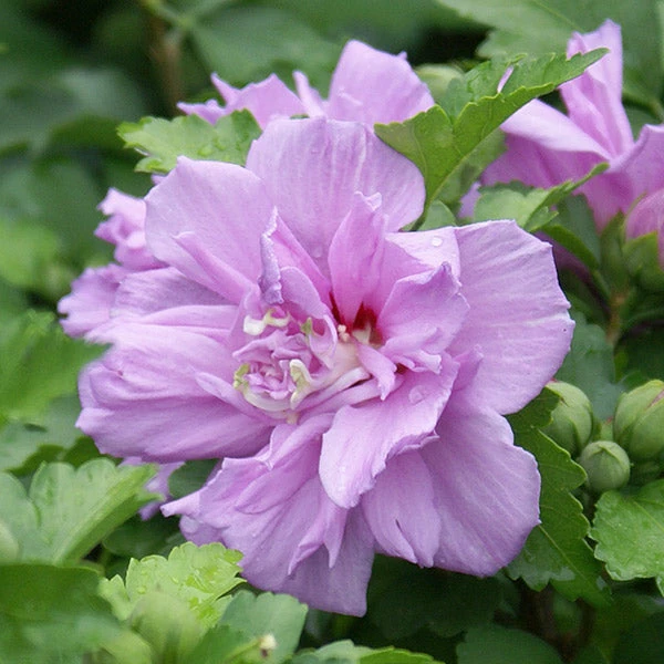 Brighter Blooms Ardens Rose Of Sharon Althea Shrub 1 Brighter Blooms Ardens Rose Of Sharon Althea Shrub