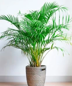 Brighter Blooms Palm Trees Areca Palm Tree