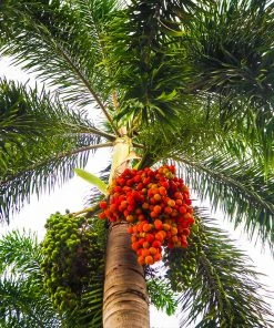 Brighter Blooms Palm Trees Areca Palm Tree