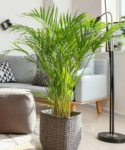 Brighter Blooms Palm Trees Areca Palm Tree