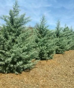 Brighter Blooms Evergreen & Privacy Drought-Tolerant Evergreen Tree