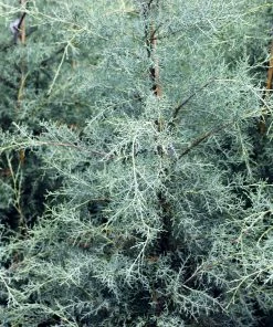 Brighter Blooms Evergreen & Privacy Drought-Tolerant Evergreen Tree