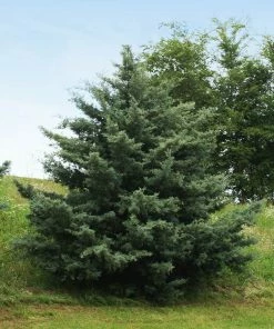 Brighter Blooms Evergreen & Privacy Drought-Tolerant Evergreen Tree