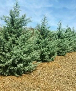 Brighter Blooms Evergreen & Privacy Drought-Tolerant Evergreen Tree