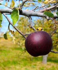 Brighter Blooms Apples Trees Arkansas Black Apple Tree
