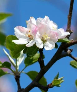 Brighter Blooms Apples Trees Arkansas Black Apple Tree