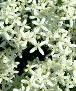 Brighter Blooms Armandii Clematis Vine