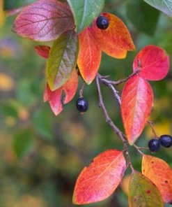 Brighter Blooms Viking Aronia Chokeberry Tree 8 Brighter Blooms Viking Aronia Chokeberry Tree
