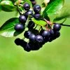 Brighter Blooms Viking Aronia Chokeberry Tree