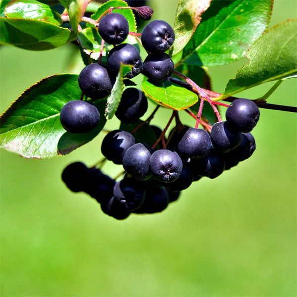 Brighter Blooms Viking Aronia Chokeberry Tree 1 Brighter Blooms Viking Aronia Chokeberry Tree