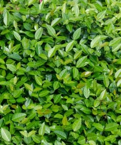 Brighter Blooms Asiatic Jasmine Shrub