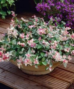 Brighter Blooms Snow-N-Summer™ Asiatic Jasmine Shrub 7 Brighter Blooms Snow-N-Summer™ Asiatic Jasmine Shrub