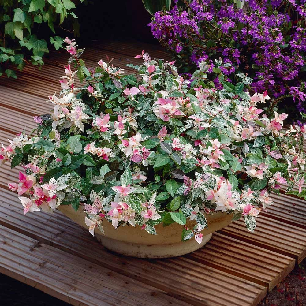Brighter Blooms Snow-N-Summer™ Asiatic Jasmine Shrub 3 Brighter Blooms Snow-N-Summer™ Asiatic Jasmine Shrub