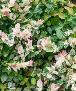 Brighter Blooms Snow-N-Summer™ Asiatic Jasmine Shrub 8 Brighter Blooms Snow-N-Summer™ Asiatic Jasmine Shrub