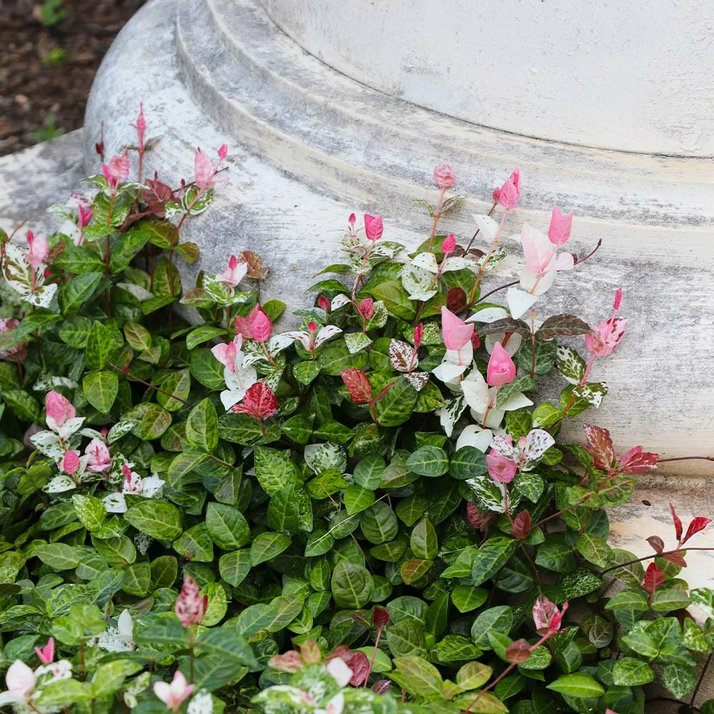 Brighter Blooms Snow-N-Summer™ Asiatic Jasmine Shrub 2 Brighter Blooms Snow-N-Summer™ Asiatic Jasmine Shrub