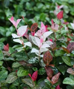 Brighter Blooms Snow-N-Summer™ Asiatic Jasmine Shrub 9 Brighter Blooms Snow-N-Summer™ Asiatic Jasmine Shrub