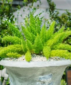 Brighter Blooms Myers Asparagus Fern Plant 9 Brighter Blooms Myers Asparagus Fern Plant