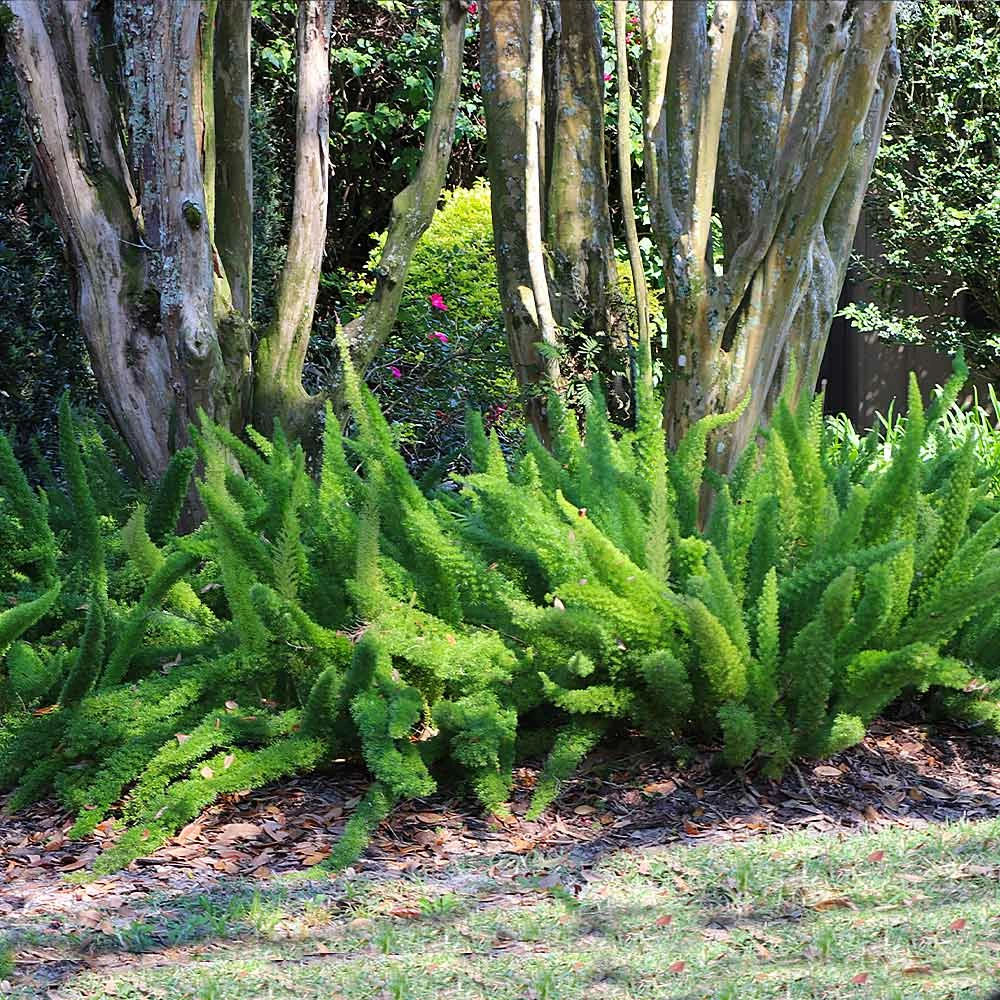 Brighter Blooms Myers Asparagus Fern Plant 3 Brighter Blooms Myers Asparagus Fern Plant