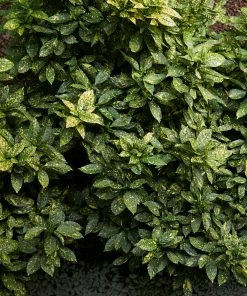 Brighter Blooms Warm-Climate Shade Garden Kit Shrubs & Hedges