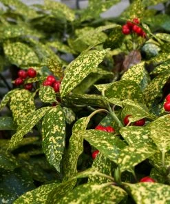 Brighter Blooms Japanese Gold Dust Aucuba Shrub Shade Trees 7 Brighter Blooms Japanese Gold Dust Aucuba Shrub Shade Trees