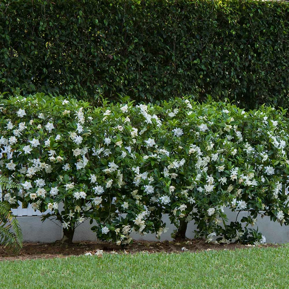 Brighter Blooms Shrubs & Hedges August Beauty Gardenia Shrub 3 Brighter Blooms Shrubs & Hedges August Beauty Gardenia Shrub