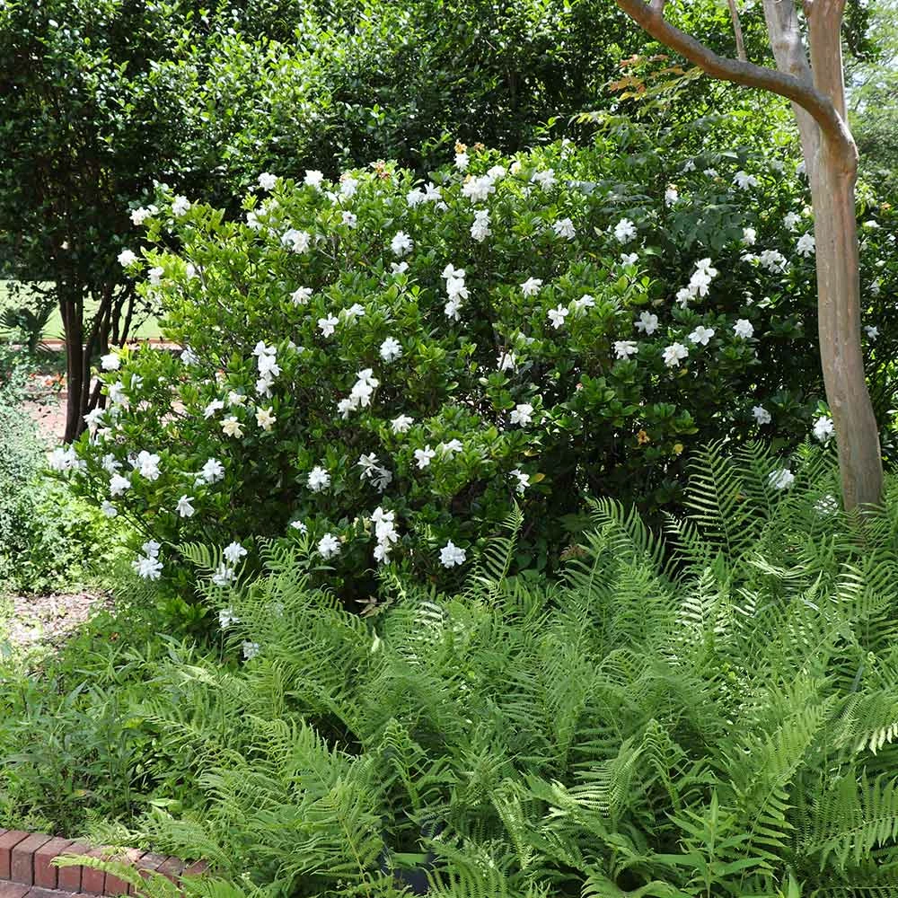 Brighter Blooms Shrubs & Hedges August Beauty Gardenia Shrub 4 Brighter Blooms Shrubs & Hedges August Beauty Gardenia Shrub