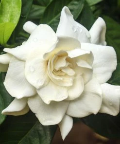 Brighter Blooms Shrubs & Hedges August Beauty Gardenia Shrub