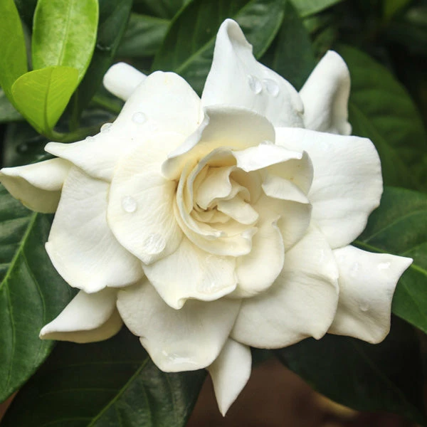 Brighter Blooms Shrubs & Hedges August Beauty Gardenia Shrub 1 Brighter Blooms Shrubs & Hedges August Beauty Gardenia Shrub