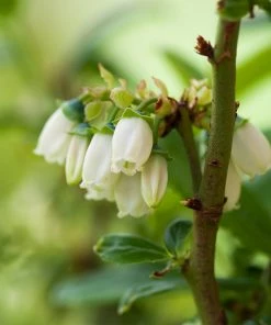 Brighter Blooms Aurora Blueberry Bush
