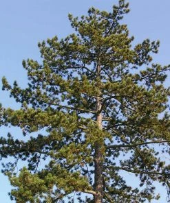 Brighter Blooms Austrian Pine Tree Evergreen & Privacy 7 Brighter Blooms Austrian Pine Tree Evergreen & Privacy