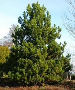 Brighter Blooms Austrian Pine Tree Evergreen & Privacy 9 Brighter Blooms Austrian Pine Tree Evergreen & Privacy