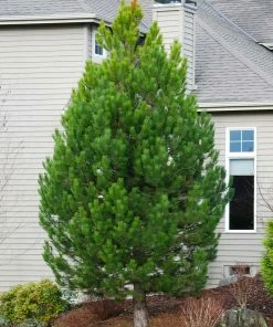 Brighter Blooms Austrian Pine Tree Evergreen & Privacy