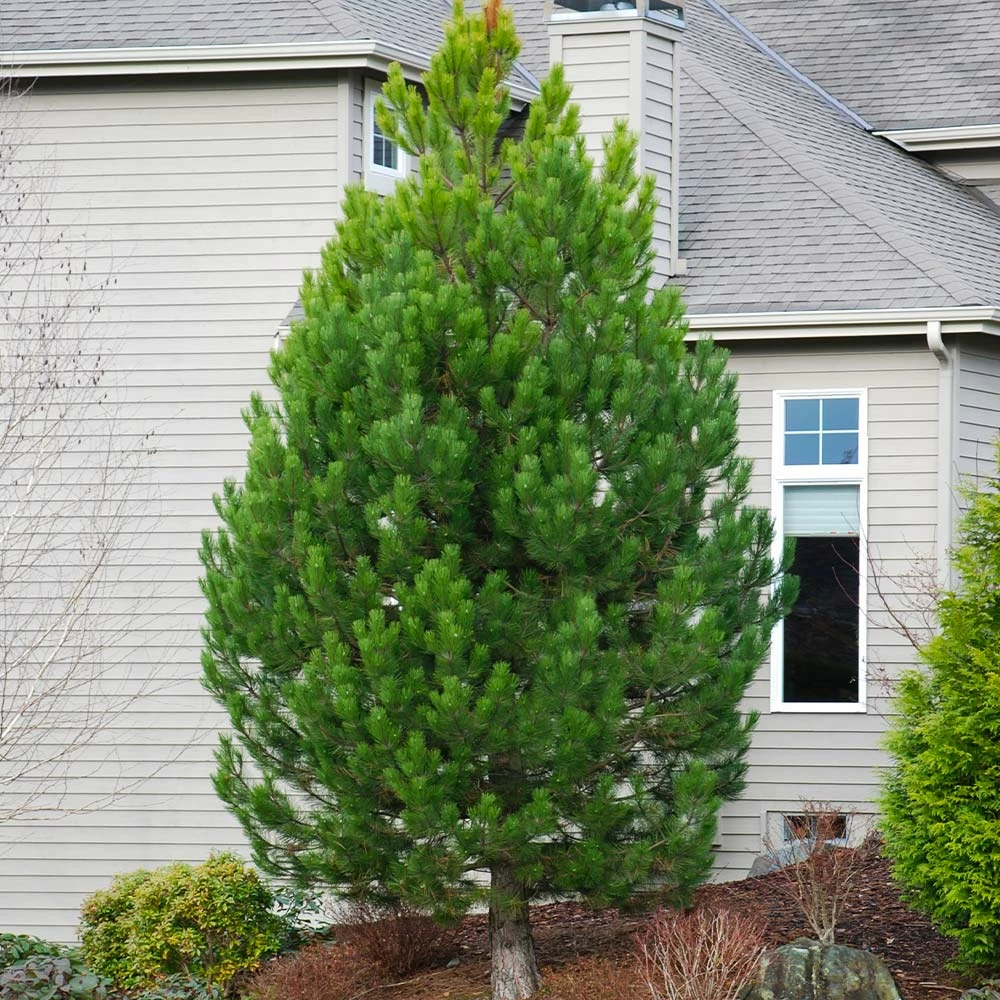 Brighter Blooms Austrian Pine Tree Evergreen & Privacy 2 Brighter Blooms Austrian Pine Tree Evergreen & Privacy