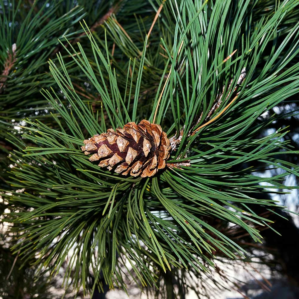 Brighter Blooms Austrian Pine Tree Evergreen & Privacy 4 Brighter Blooms Austrian Pine Tree Evergreen & Privacy