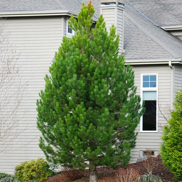 Brighter Blooms Austrian Pine Tree Evergreen & Privacy 1 Brighter Blooms Austrian Pine Tree Evergreen & Privacy