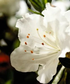 Brighter Blooms Shrubs & Hedges Autumn Angel® Encore® Azalea Shrub