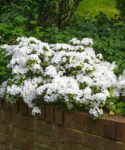 Brighter Blooms Shrubs & Hedges Autumn Angel® Encore® Azalea Shrub
