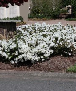 Brighter Blooms Shrubs & Hedges Autumn Angel® Encore® Azalea Shrub