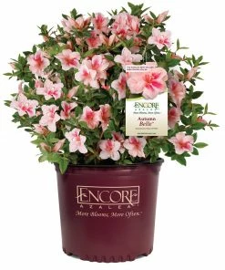 Brighter Blooms Autumn Belle™ Encore® Azalea Shrub Shrubs & Hedges