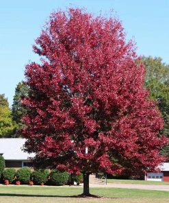 Brighter Blooms Shade Trees Autumn Blaze® Maple Tree