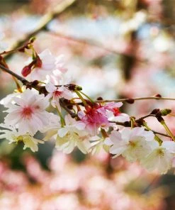 Brighter Blooms Autumn Cherry Tree Flowering Trees