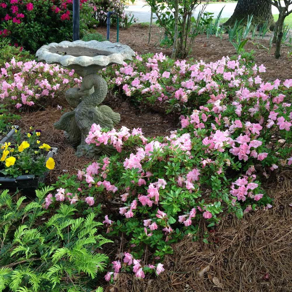 Brighter Blooms Autumn Debutante® Encore® Azalea Shrub Shrubs & Hedges 4 Brighter Blooms Autumn Debutante® Encore® Azalea Shrub Shrubs & Hedges