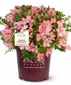 Brighter Blooms Autumn Debutante® Encore® Azalea Shrub Shrubs & Hedges 10 Brighter Blooms Autumn Debutante® Encore® Azalea Shrub Shrubs & Hedges