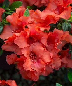 NO WARRANTY Autumn Embers™ Encore® Azalea SHOP ALL
